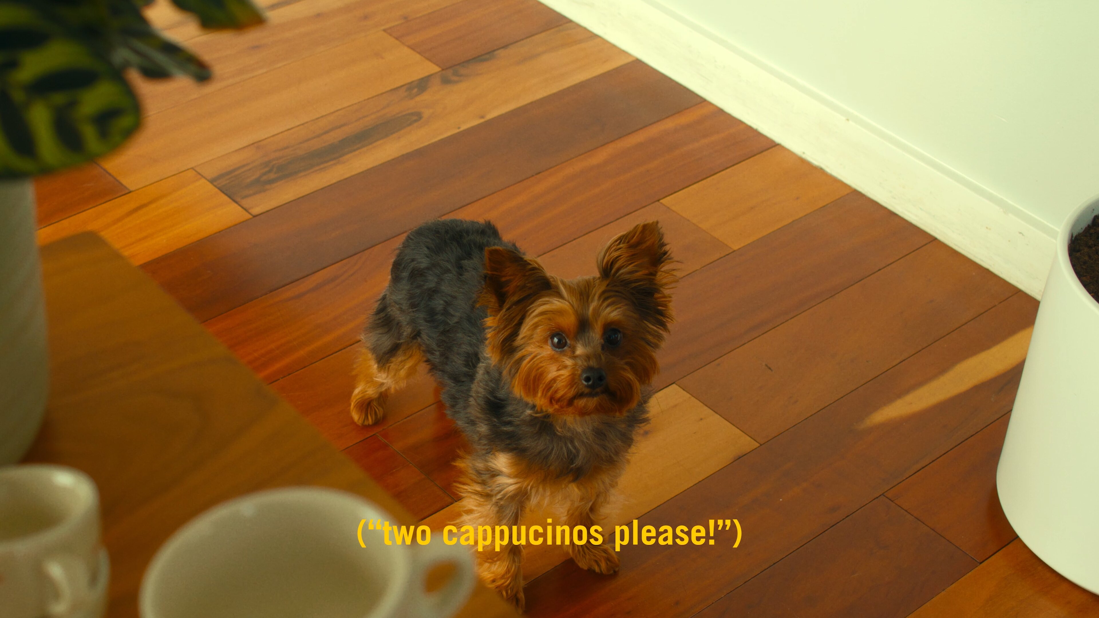 Small dog looking up at camera in a home kitchen with wooden flooring, next to a La Marzocco Linea Mini espresso machine