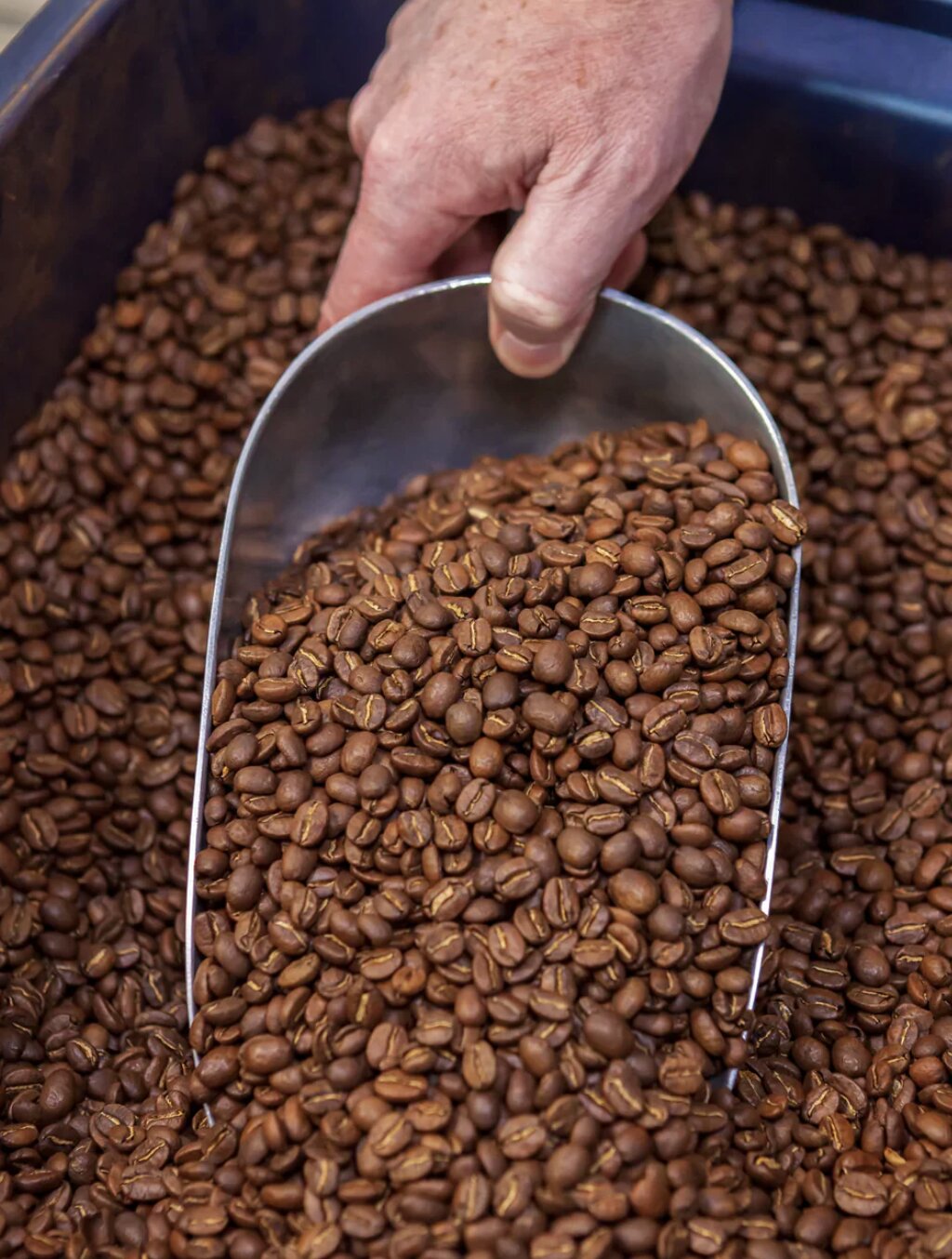 Person scooping coffee beans from a bulk container with a metal scoop